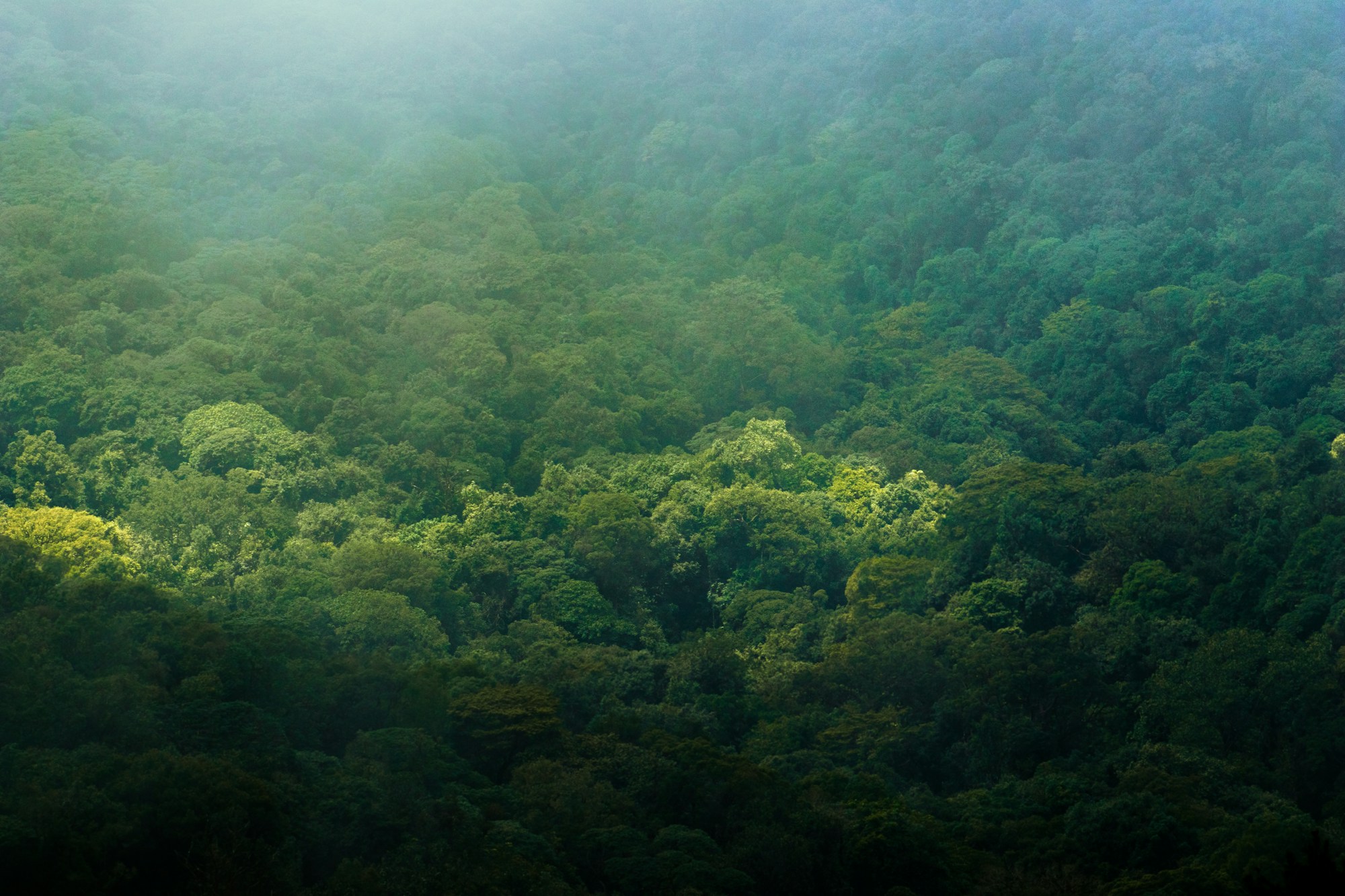 A green forest landscape in India